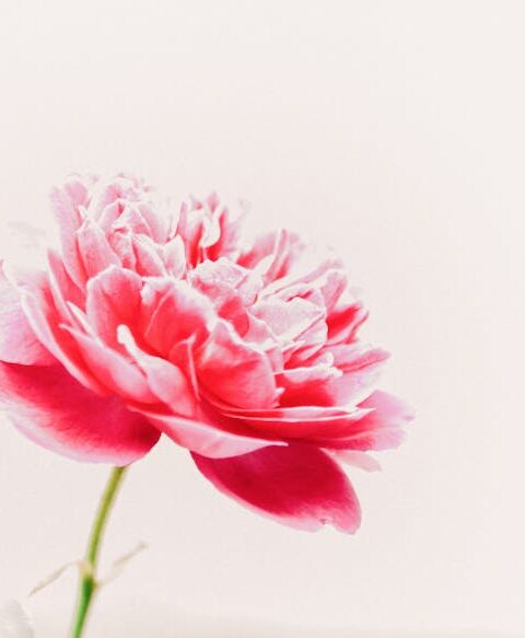 Yağsız Pişirme Yöntemleri: 7 Temel Teknikle Lezzeti Koru