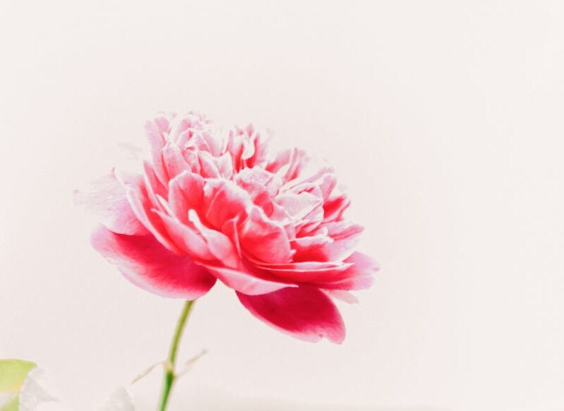 Yağsız Pişirme Yöntemleri: 7 Temel Teknikle Lezzeti Koru